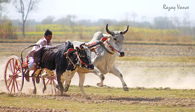 bull cart race