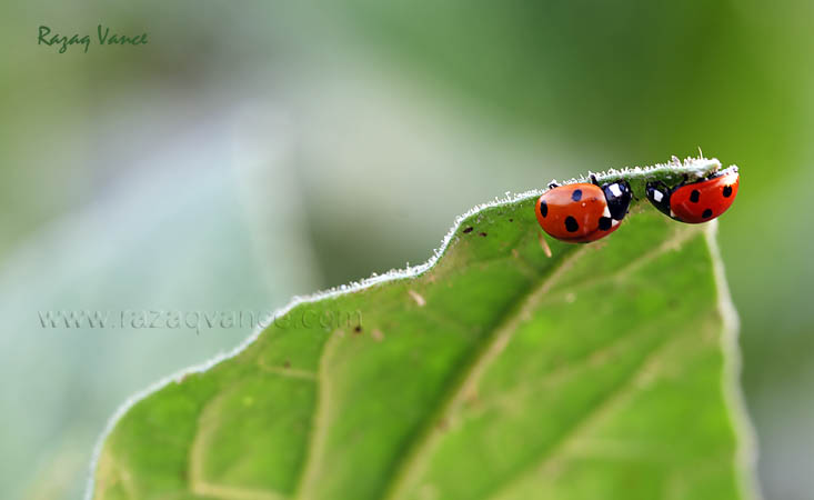 ladybird beetle