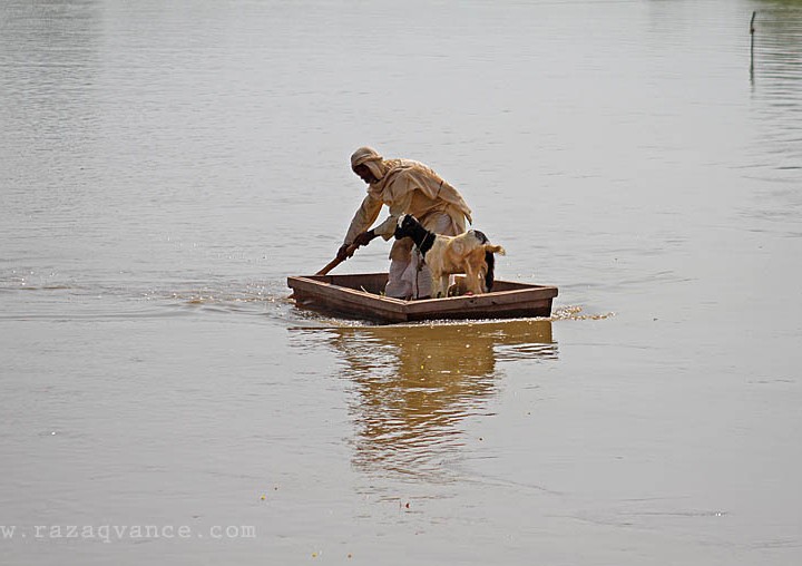 The Man And His Goat In Flood Water