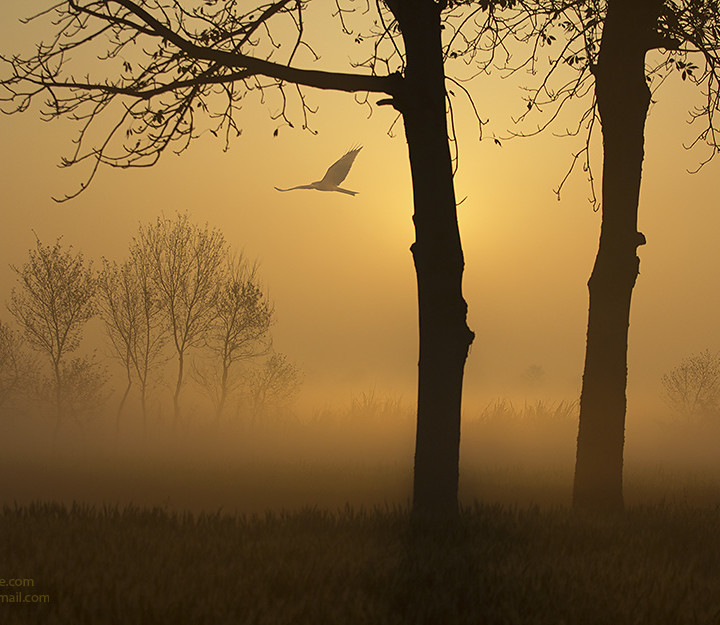 Rural Landscape And Mystic Beauty Of Morning Light In The Fields Of Punjab
