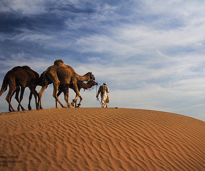 A traveler And The Camels In The Thal Desert In Punjab Pakistan