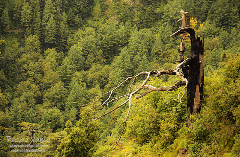 Shapes of Aged Tree in Lush Green Forest of Galiat Pakistan.